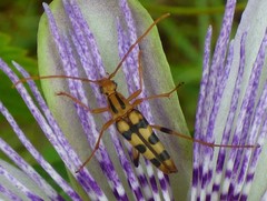 Strangalia luteicornis