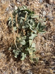 Asclepias nyctaginifolia
