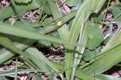 Alpaida variabilis