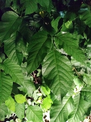 Toxicodendron radicans