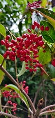 Viburnum japonicum