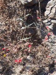 Mirabilis coccinea