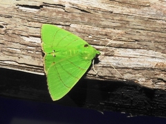 Eulepidotis viridissima