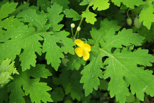 Celandine Poppy