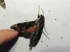Erinnyis oenotrus