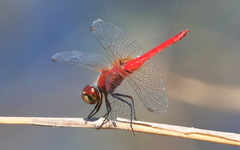 Aethriamanta nymphaeae