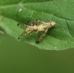Chaetorellia jaceae