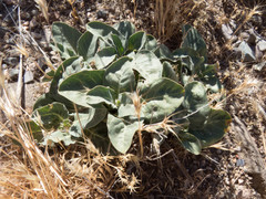 Asclepias nyctaginifolia