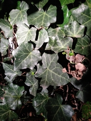 Hedera
