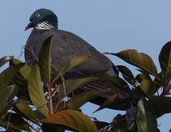 Columba palumbus