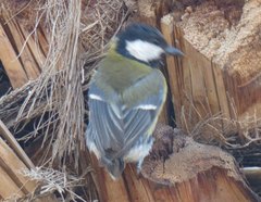 Parus major