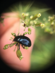 Chrysolina oricalcia