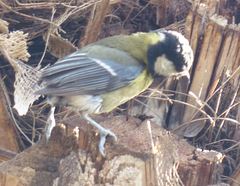 Parus major