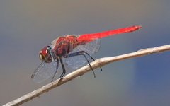 Aethriamanta nymphaeae