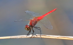 Aethriamanta nymphaeae