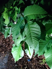 Toxicodendron radicans