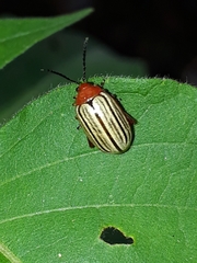 Disonycha brevilineata