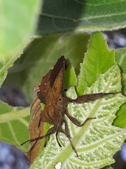 Piezogaster auriculatus