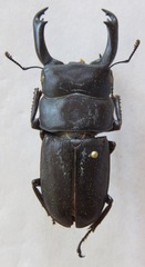 Dorcus cervulus