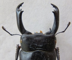 Dorcus cervulus