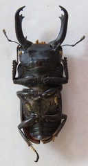 Dorcus cervulus