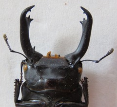 Dorcus cervulus