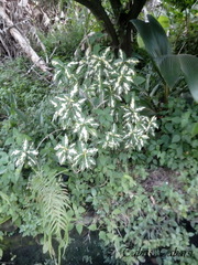 Angiospermae