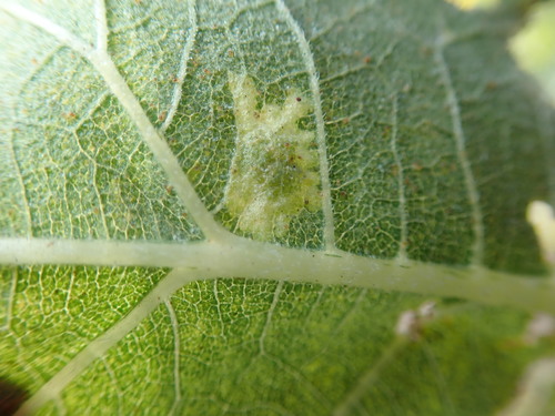 Calycomyza platyptera photo 4