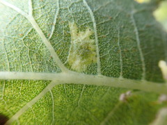 Calycomyza platyptera