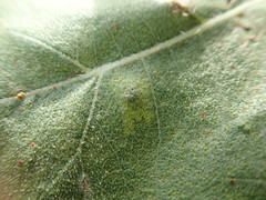 Calycomyza platyptera