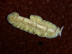 Eurylepta californica