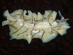 Eurylepta californica