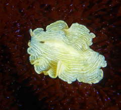 Eurylepta