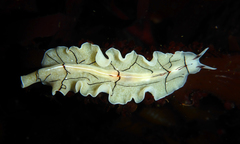 Eurylepta californica