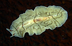 Eurylepta californica