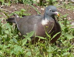 Columba palumbus
