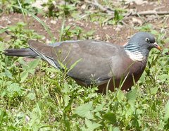 Columba palumbus