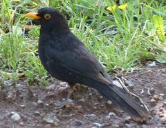 Turdus merula