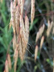 Bromus kalmii