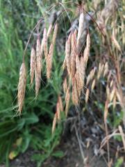 Bromus kalmii