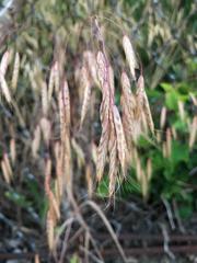Bromus kalmii