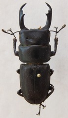 Dorcus cervulus