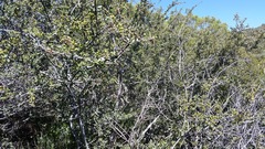 Ceanothus cuneatus cuneatus