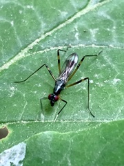Rainieria antennaepes