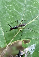 Rainieria antennaepes