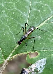 Rainieria antennaepes