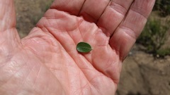 Ceanothus cuneatus cuneatus