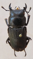 Dorcus cervulus