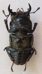 Dorcus cervulus