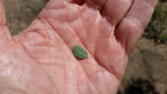 Ceanothus cuneatus cuneatus